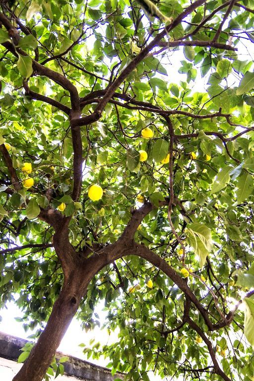 Il Limone A San Pietro Villa Рим Стая снимка